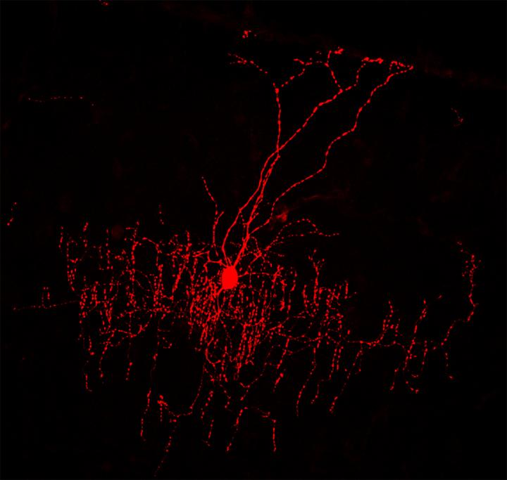 A Single Chandelier Cell 'Hangs' in Cortical Space