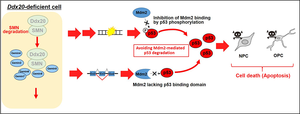 Schematic drawing the mechanisms underlying cell death of neural and oligodendrocyte progenitor cells in Ddx20-deficient central nervous system