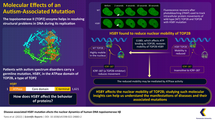 The effect of mutations on the intracellular movements of proteins