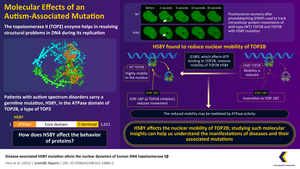 The effect of mutations on the intracellular movements of proteins