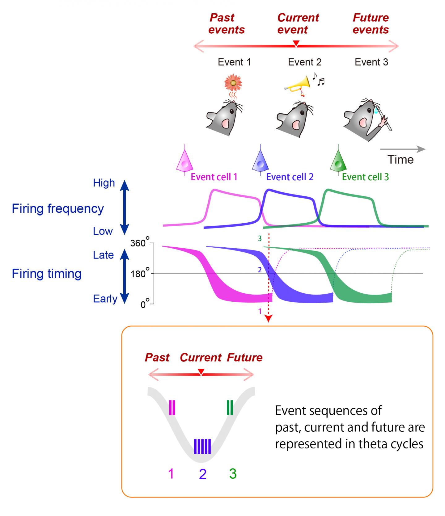 Schematic Illustration: Event Sequences