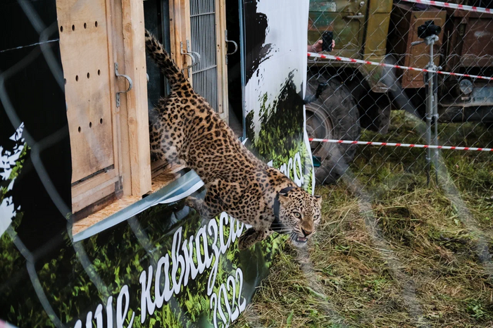 Leopard release