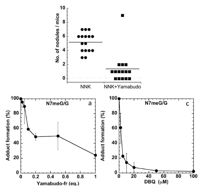 Top. Incidence of lung nodules of the left lung lobe in NNK-treated mice without any drug (left) and with Yamabudo juice (right)