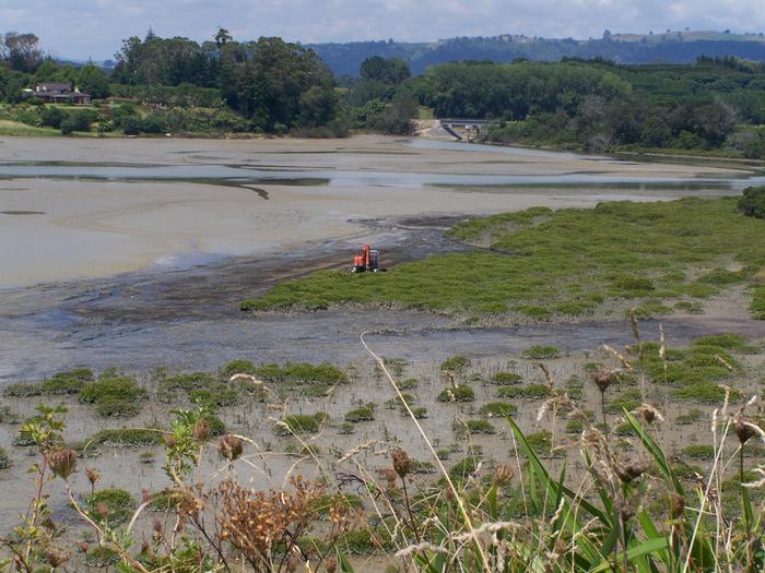 Mangrove removal in New Zealand