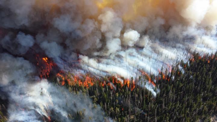 Novel 3D computational study links observable forest characteristics with fire behavior
