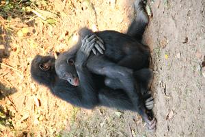 Bonobos research 4. Z. Clay