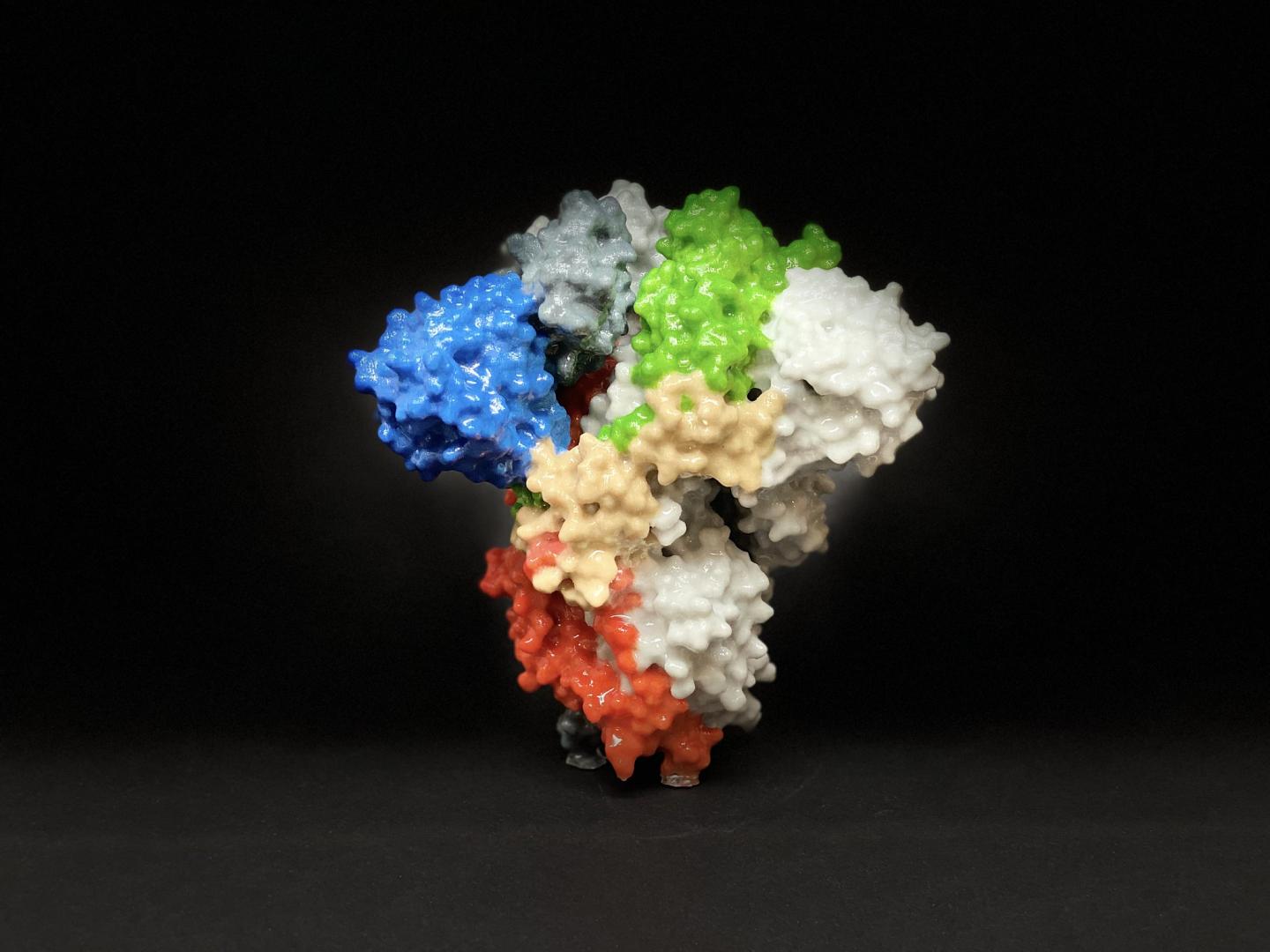 SARS-CoV-2 Spike Protein