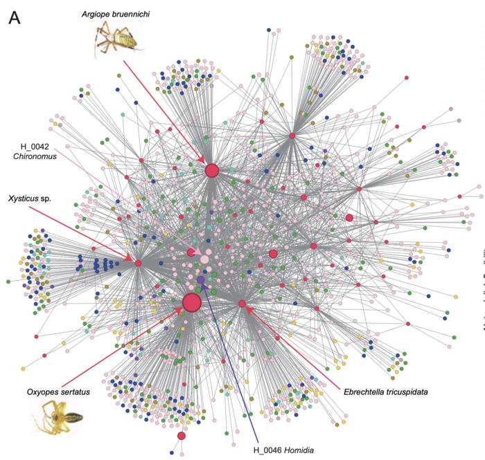 Species’ contributions to network rewiring