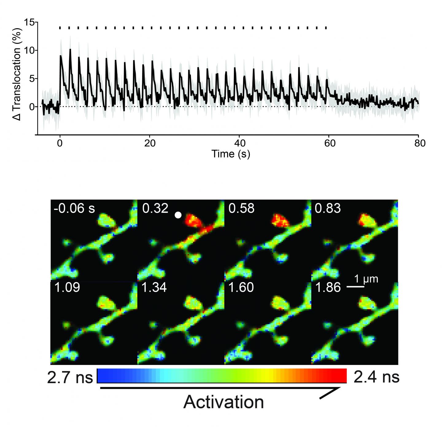Structural Plasticity Induces Robust, Compartmentalized and Rapid PKCα Activity