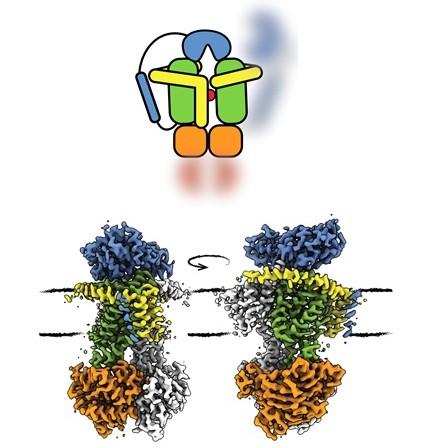 The structure of ABC transporter OpuA