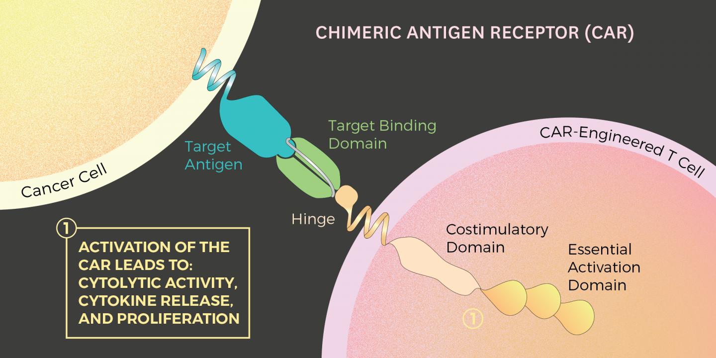 Illustration of Chimeric Antigen Receptor (CAR)