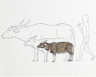 Color Drawing of Newly Discovered Species of Buffalo