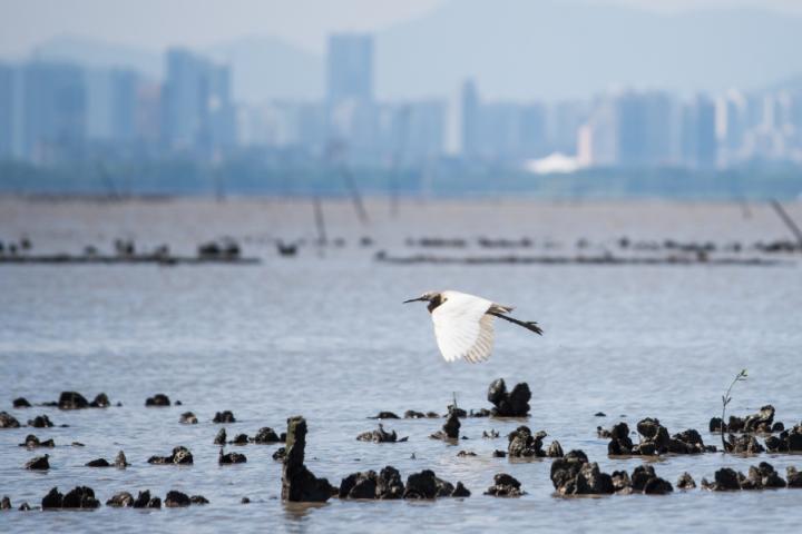 Oyster reefs