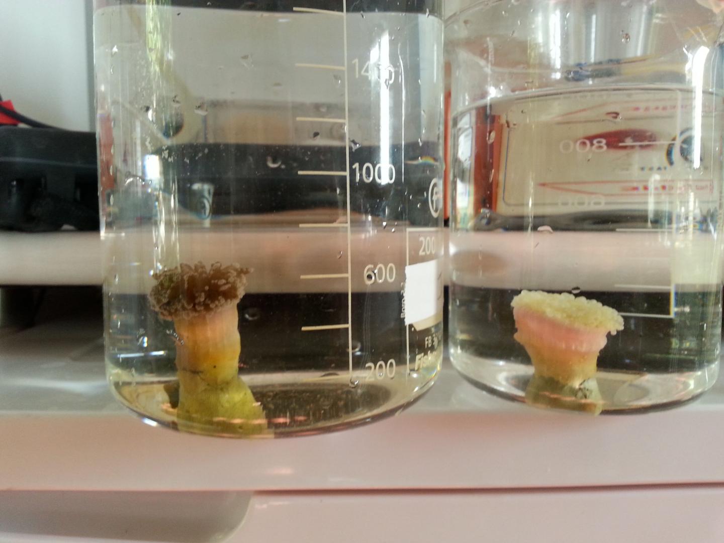 Coral Being Analysed in the Lab