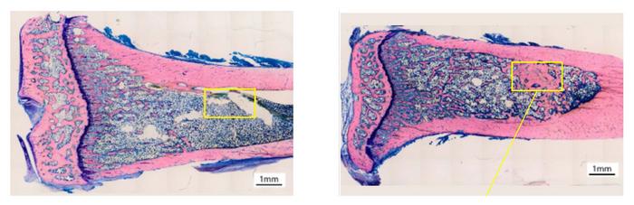 Histology