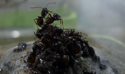 Rafting Ants