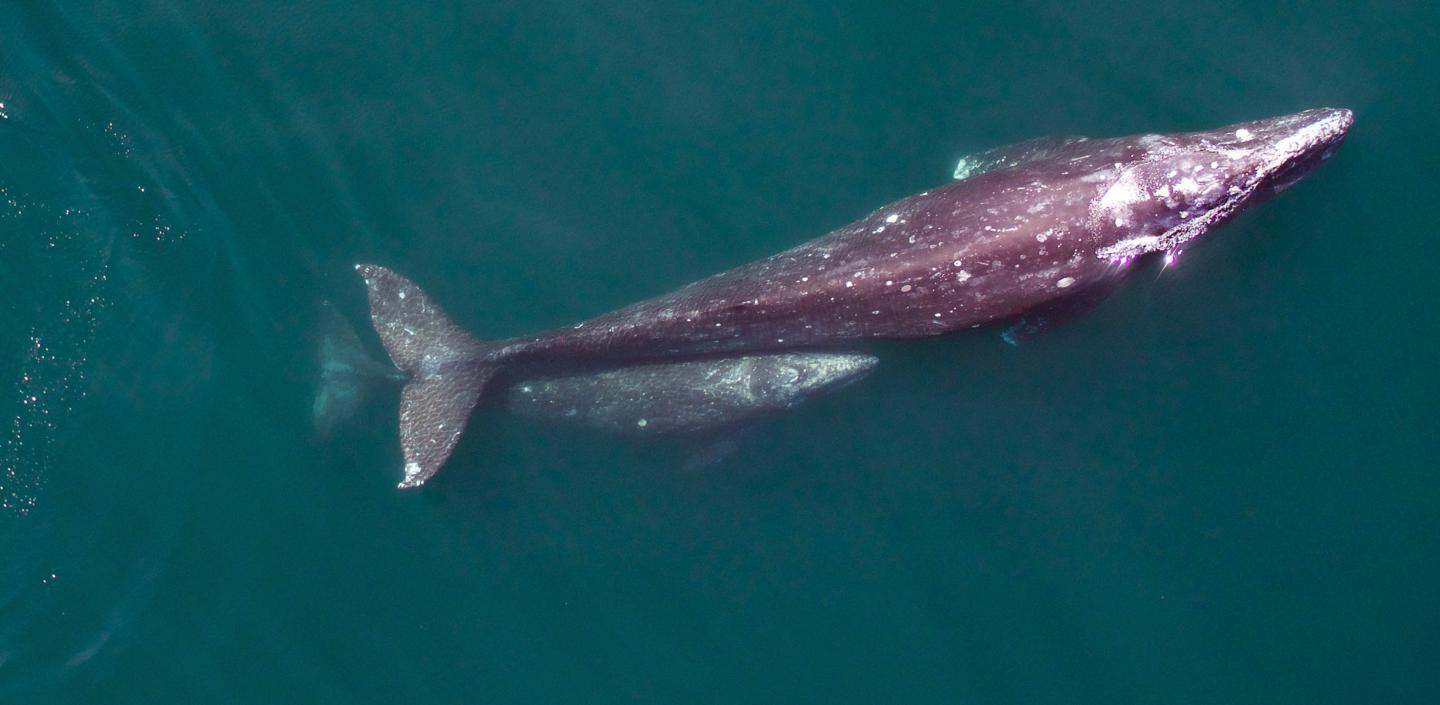 Gray Whale Mother and Calf