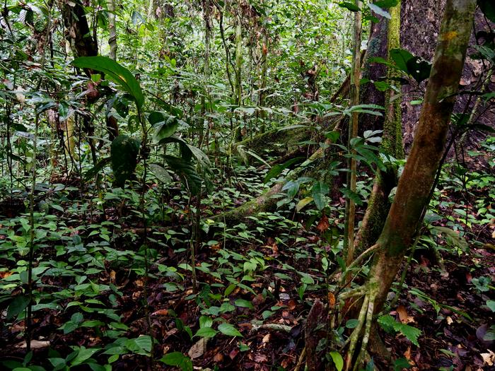 Primary forest regeneration