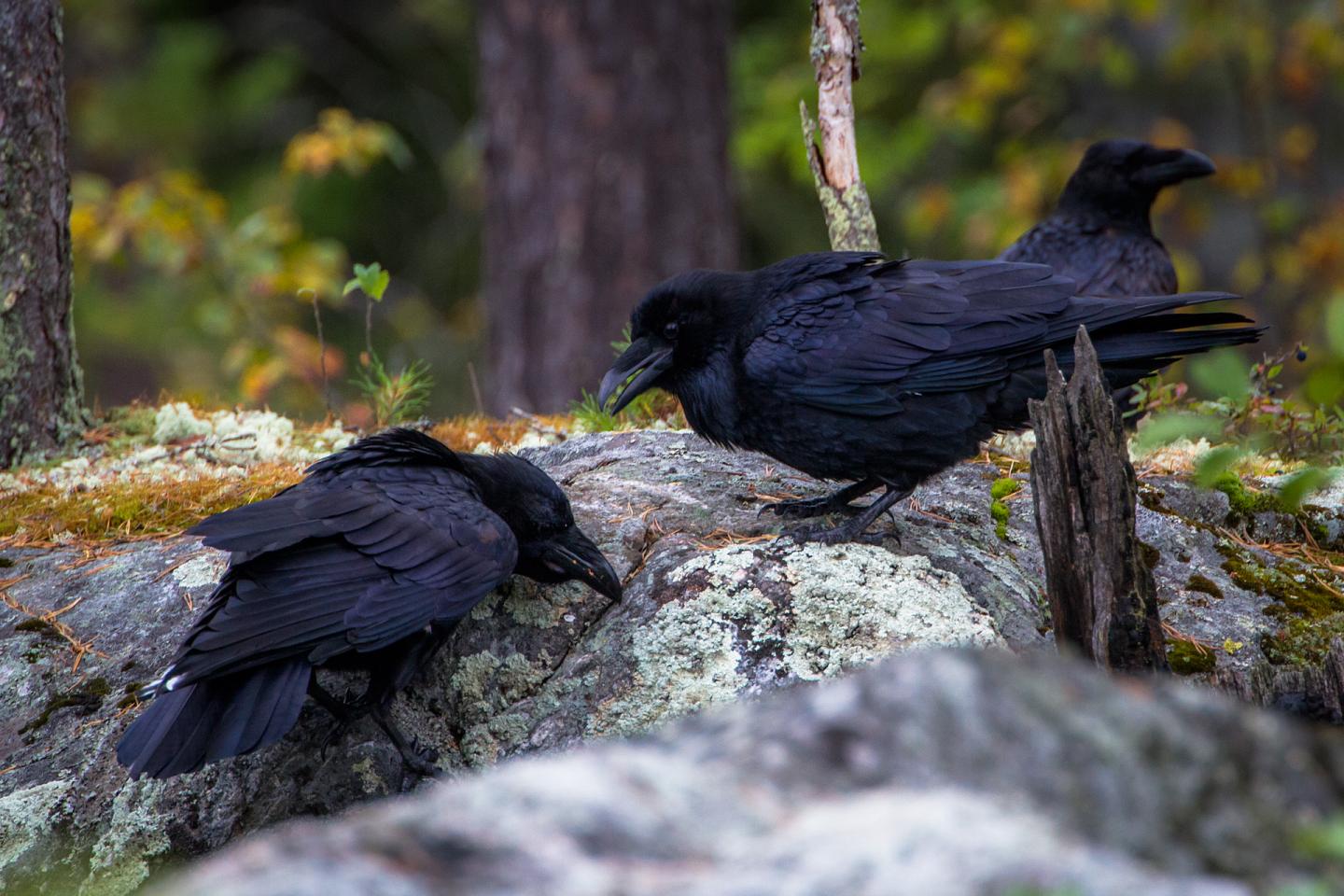 Ravens