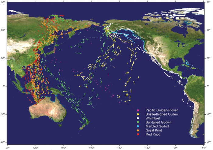 Pacific Routes of Shorebirds