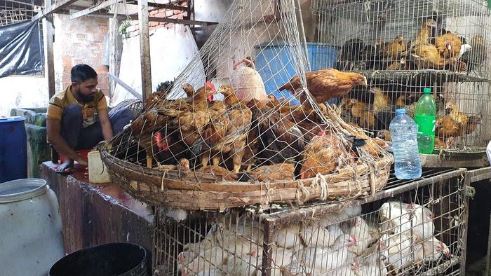 Live bird market in Dhaka.