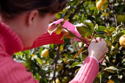 Glass Vial Tied to Branch