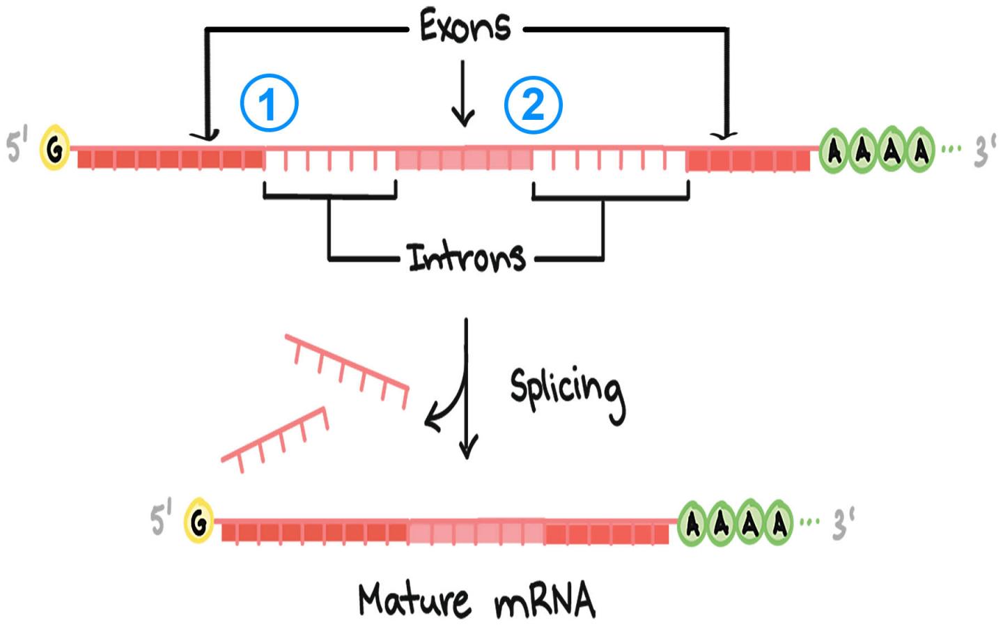 When RNA Splicing Goes Awry