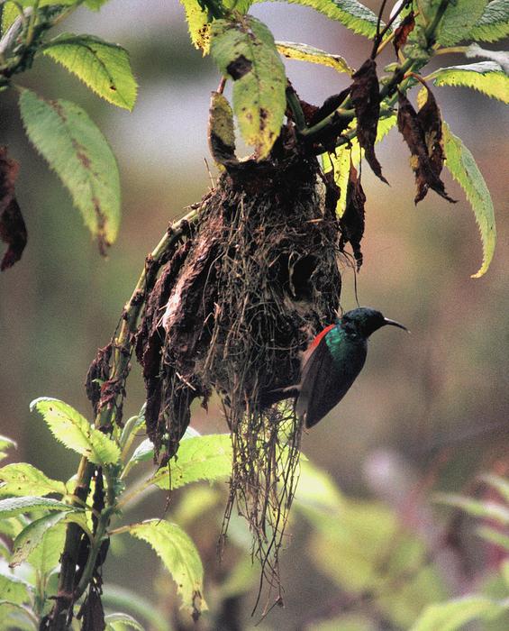 A nesting sunbird