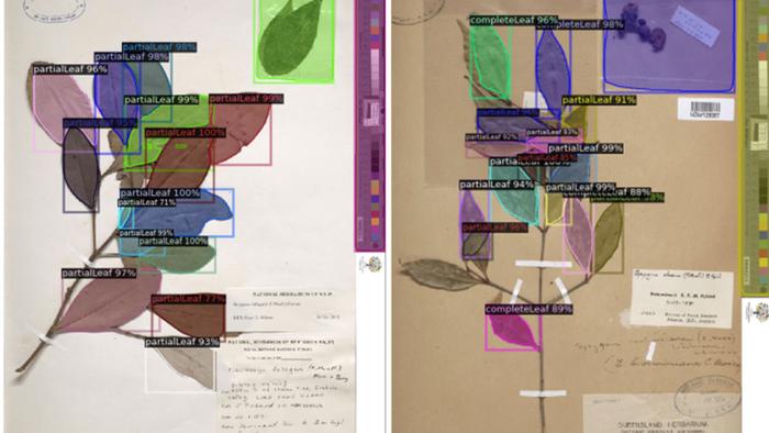 The machine learning algorithm developed by the research team measures and identifies plant specimens. Photo: supplied.