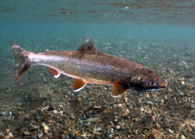 Dolly Varden in Spawning Colors