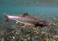 Dolly Varden in Spawning Colors