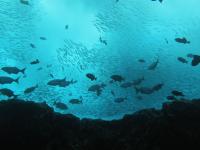 School of Fishes around Trindade island