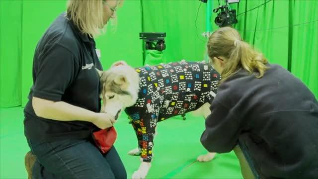 Dogs Get the Hollywood Star Treatment