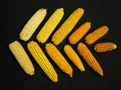 Maize Variety