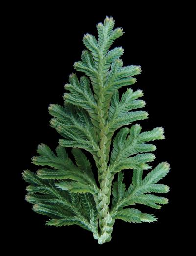 Spikemoss Genome Hints at Ancient Plant Transitions (3 of 3)