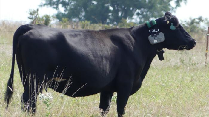 GPS collar on a cow IMAGE EurekAlert Science News Releases