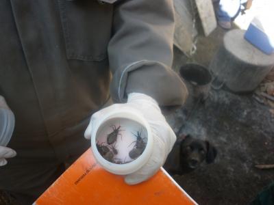 Elusive Killer Parasite in Peru