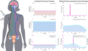 Model suggests lowering hormone doses in contraceptives