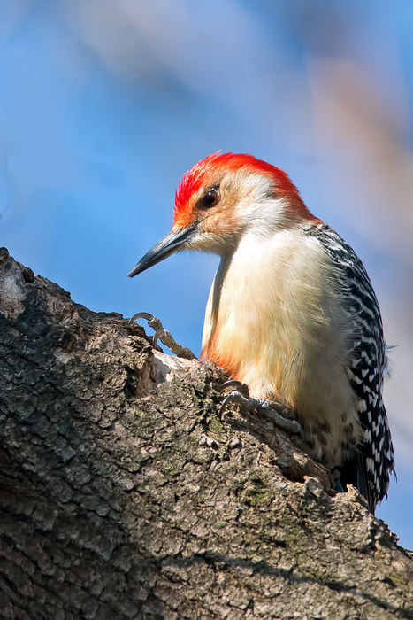 Red-bellied Woodpecker