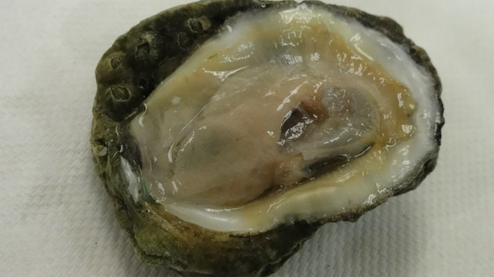 Eastern oyster from the Gulf Coast