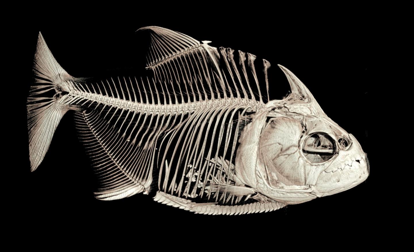 Piranha Scan