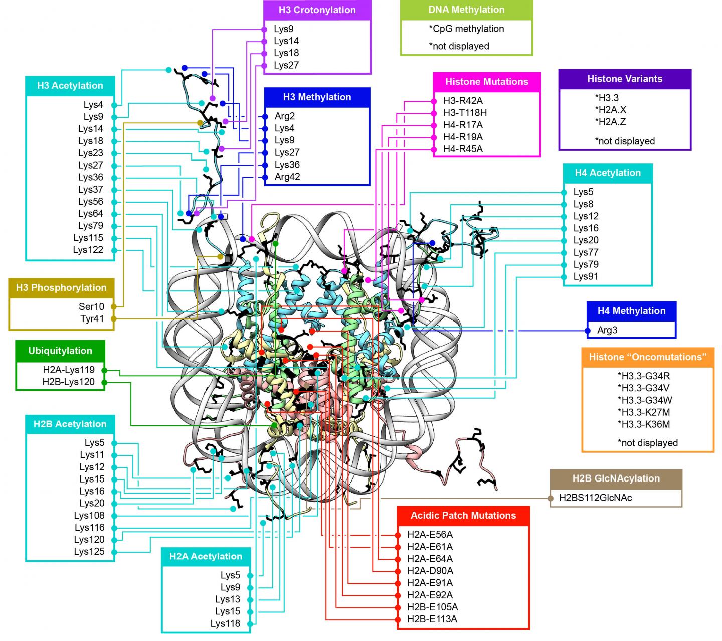Histone Modifications in Transcriptional Regulation