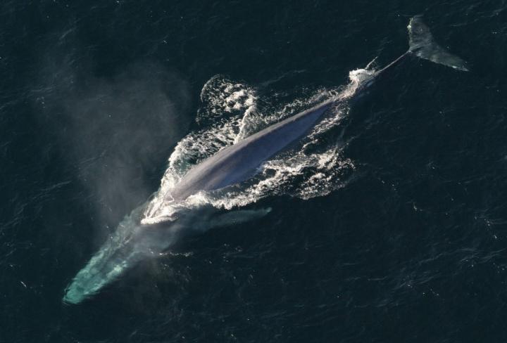 pygmy blue whale