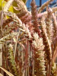 Wheat's Clustered Defences