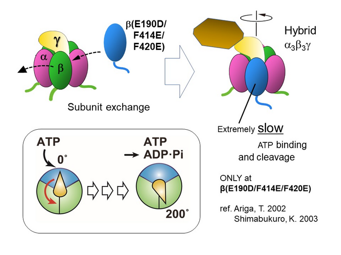Elucidating the rotational dynamics of the F1-ATPase complex