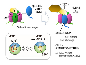 Elucidating the rotational dynamics of the F1-ATPase complex