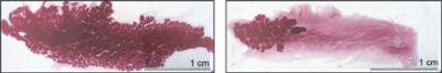 Mammary Gland Tissue of Milk-Producing Mice