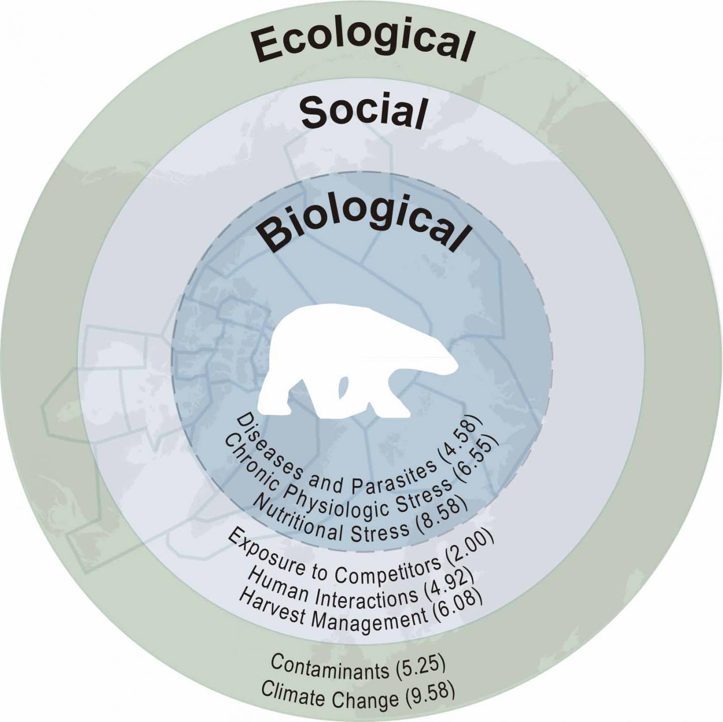 Contaminants also a threat to polar bears EurekAlert!