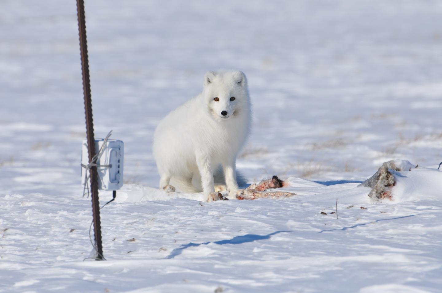 arctic fox 1