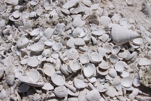 Pliocene shells